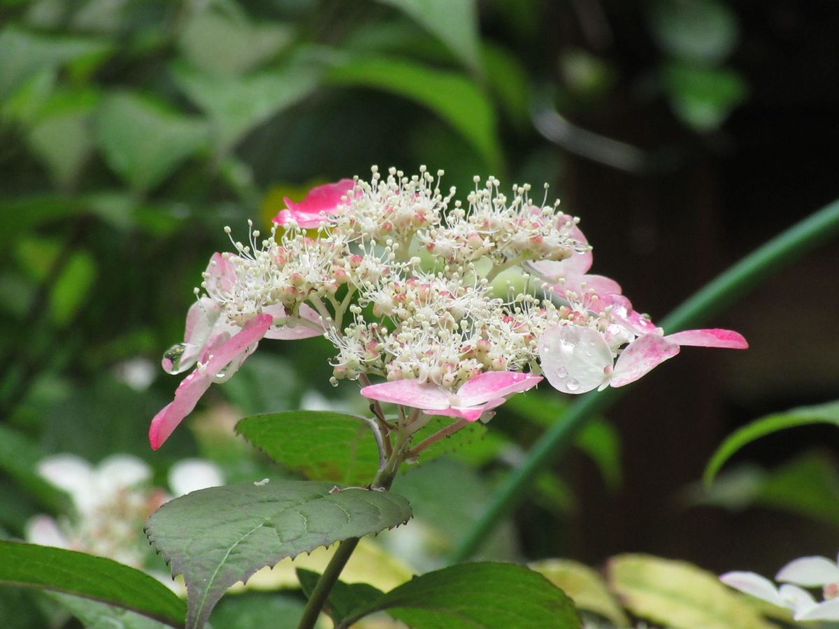 由愛(ゆめ)の花日記♪