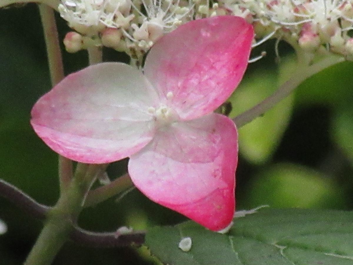 由愛(ゆめ)の花日記♪