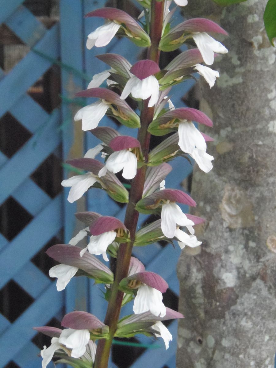 大きいお花、小さいお花