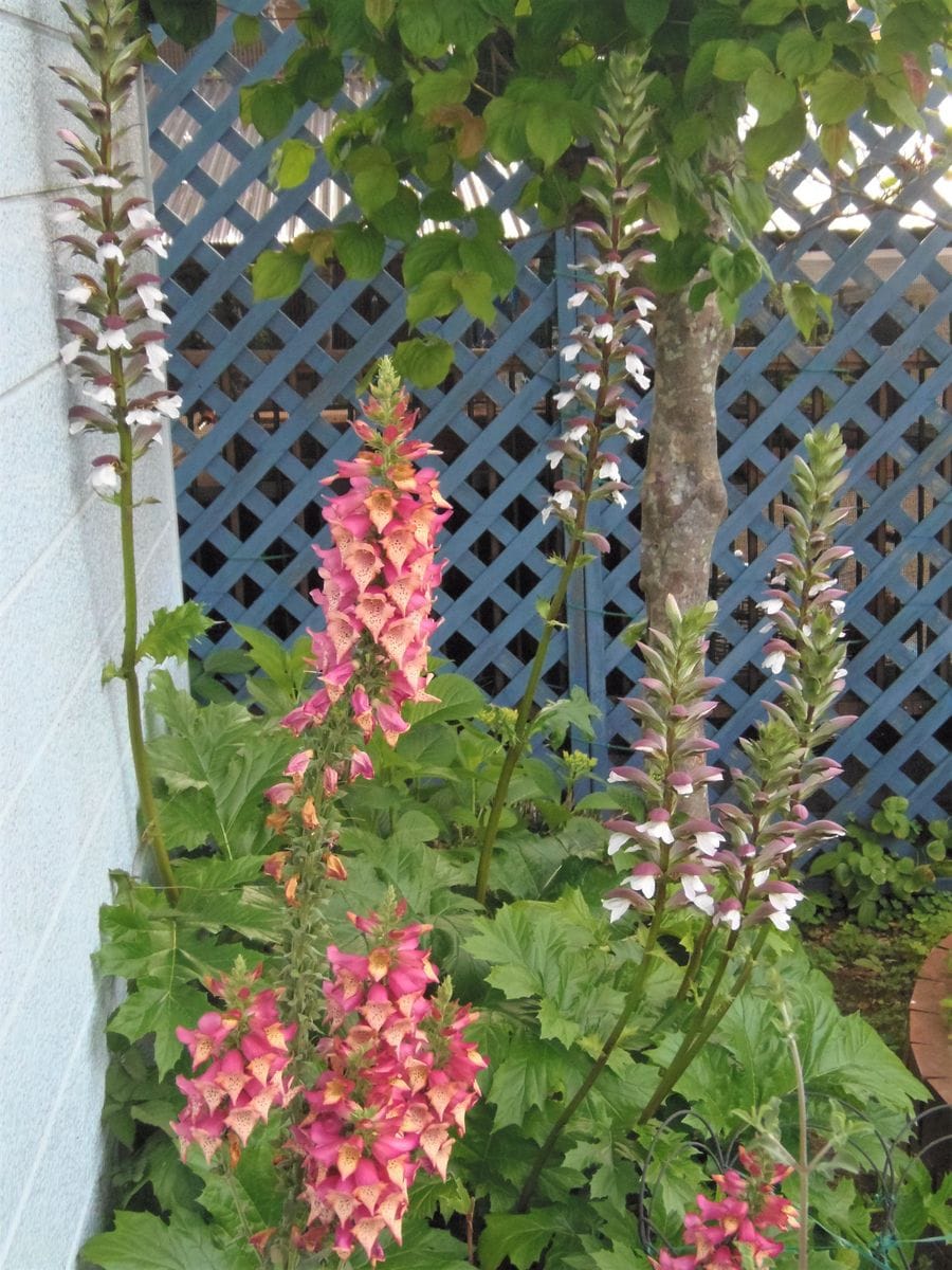 大きいお花、小さいお花