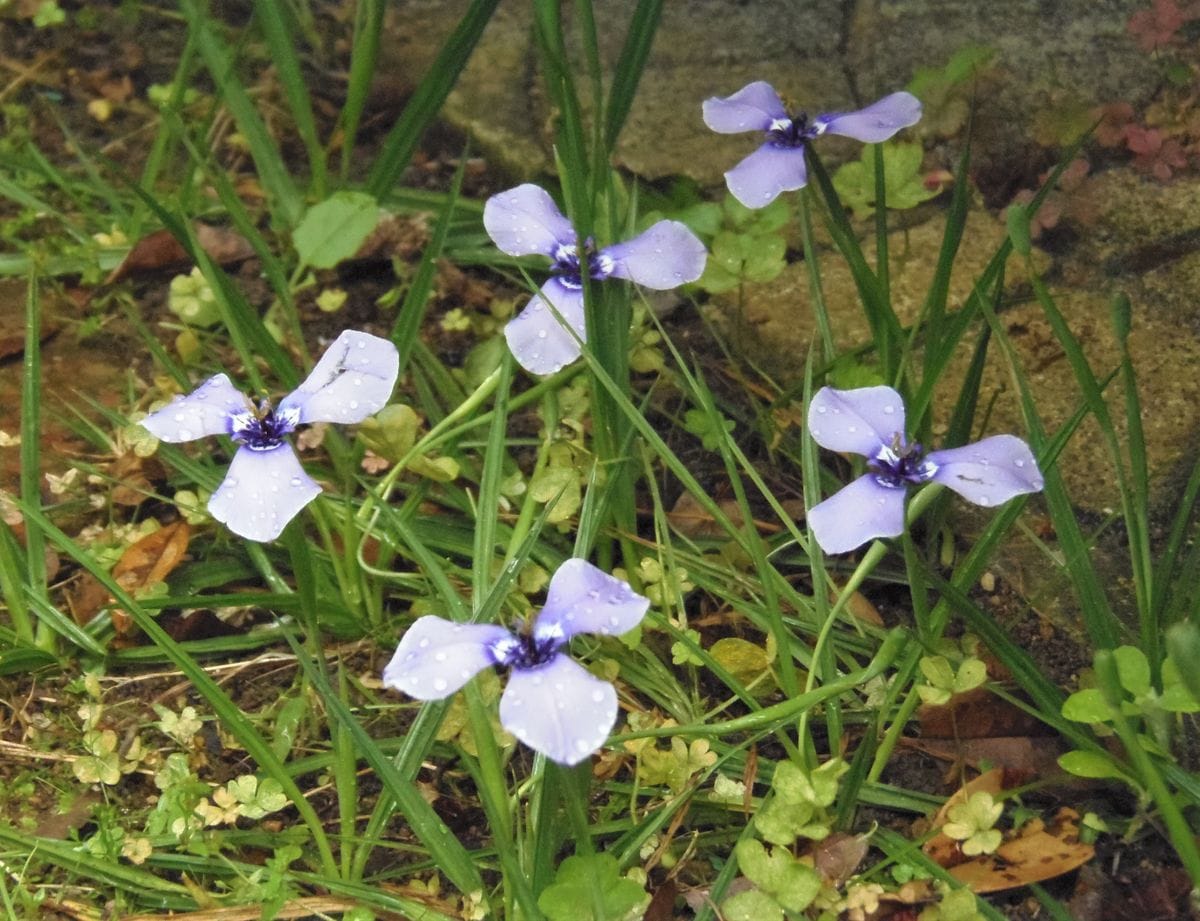 大きいお花、小さいお花