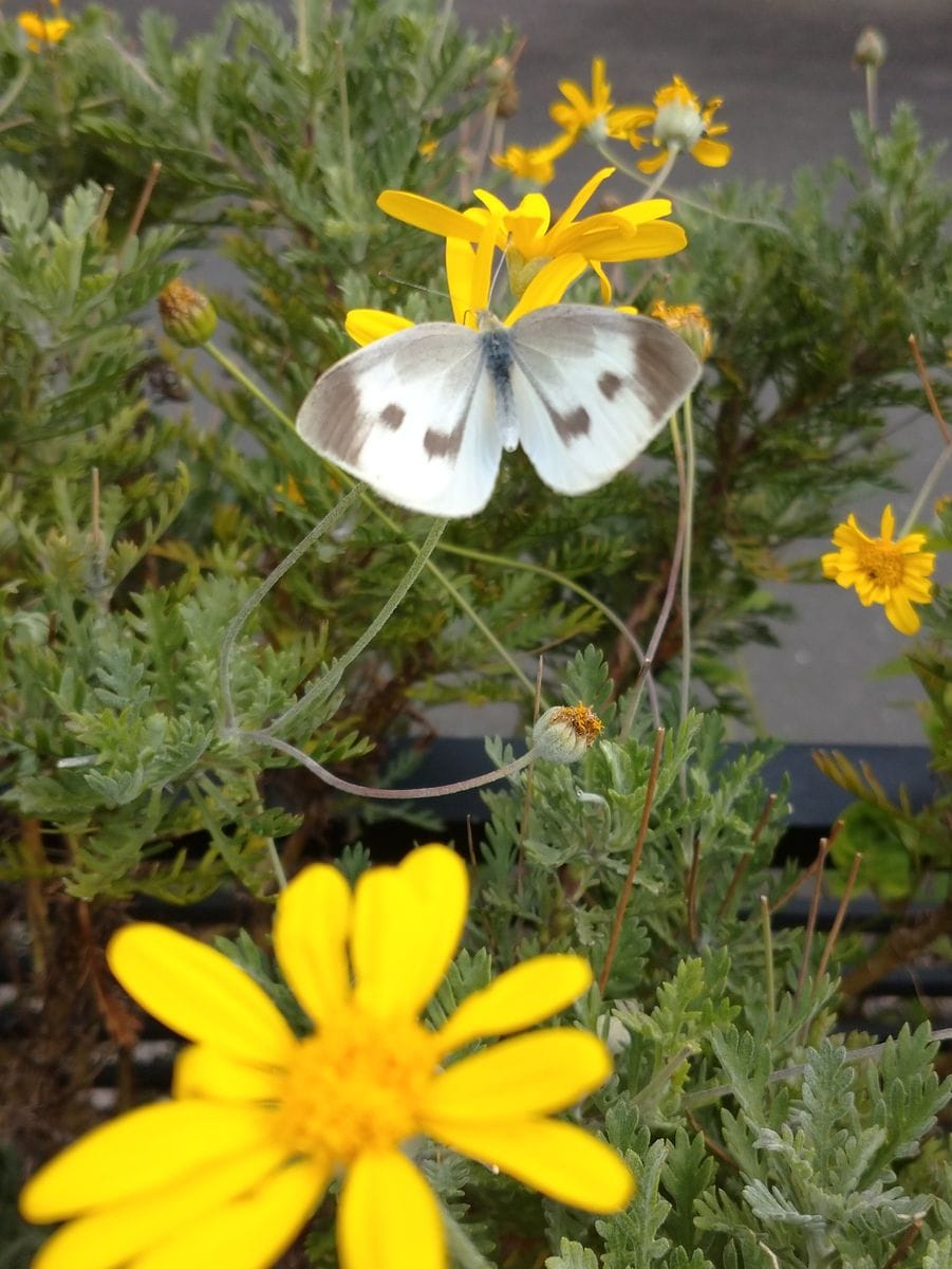 庭の草花とお客様