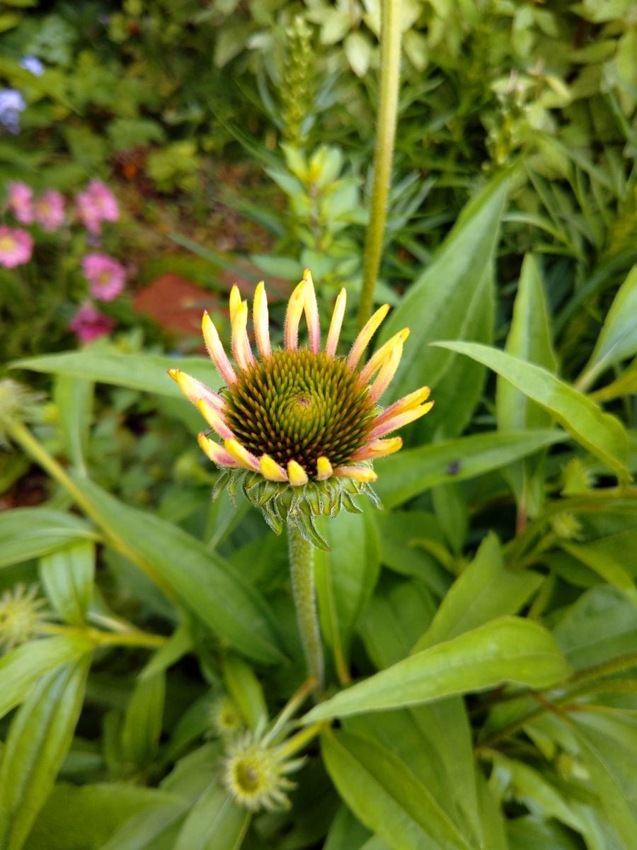 庭の草花とお客様