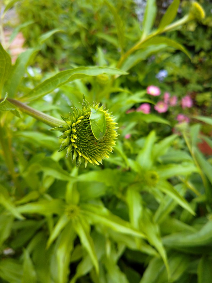 庭の草花とお客様