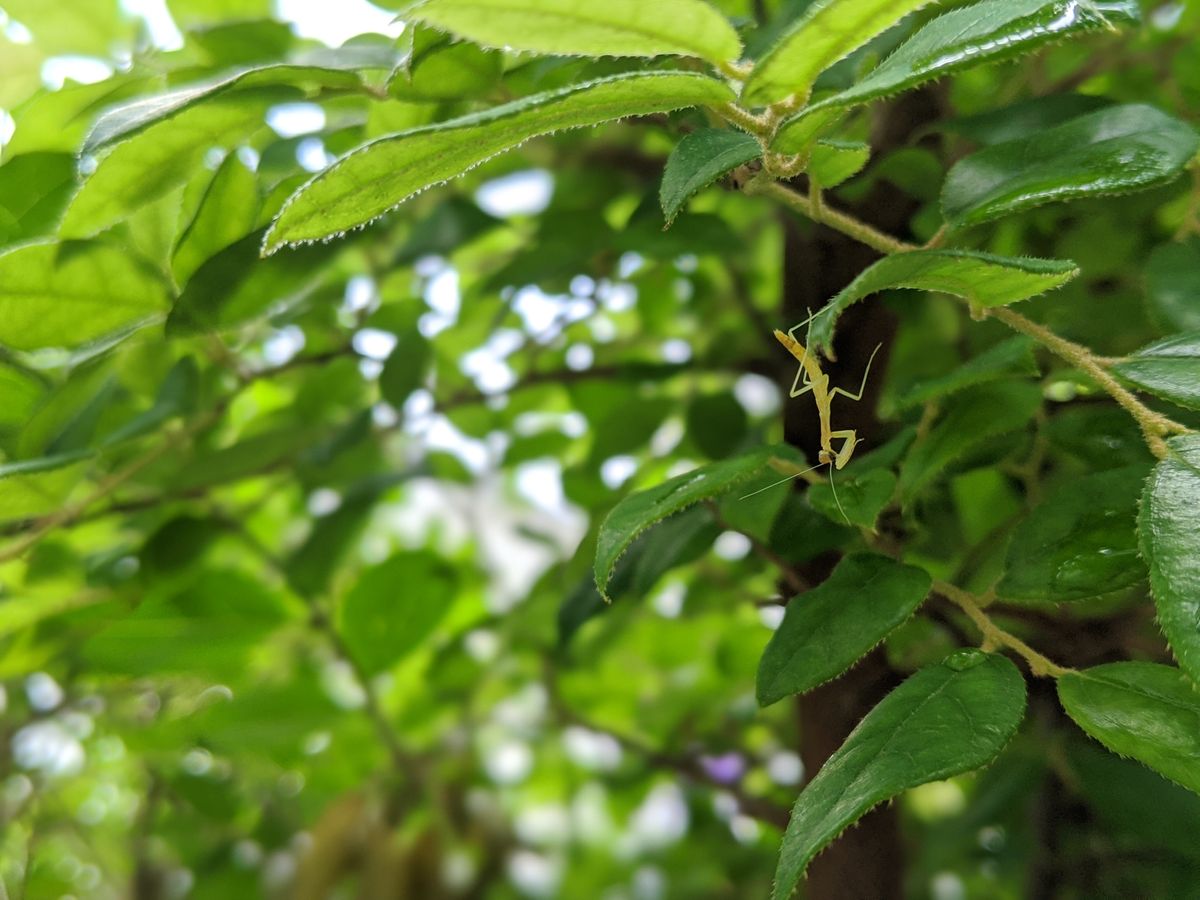 お茶パック☺️