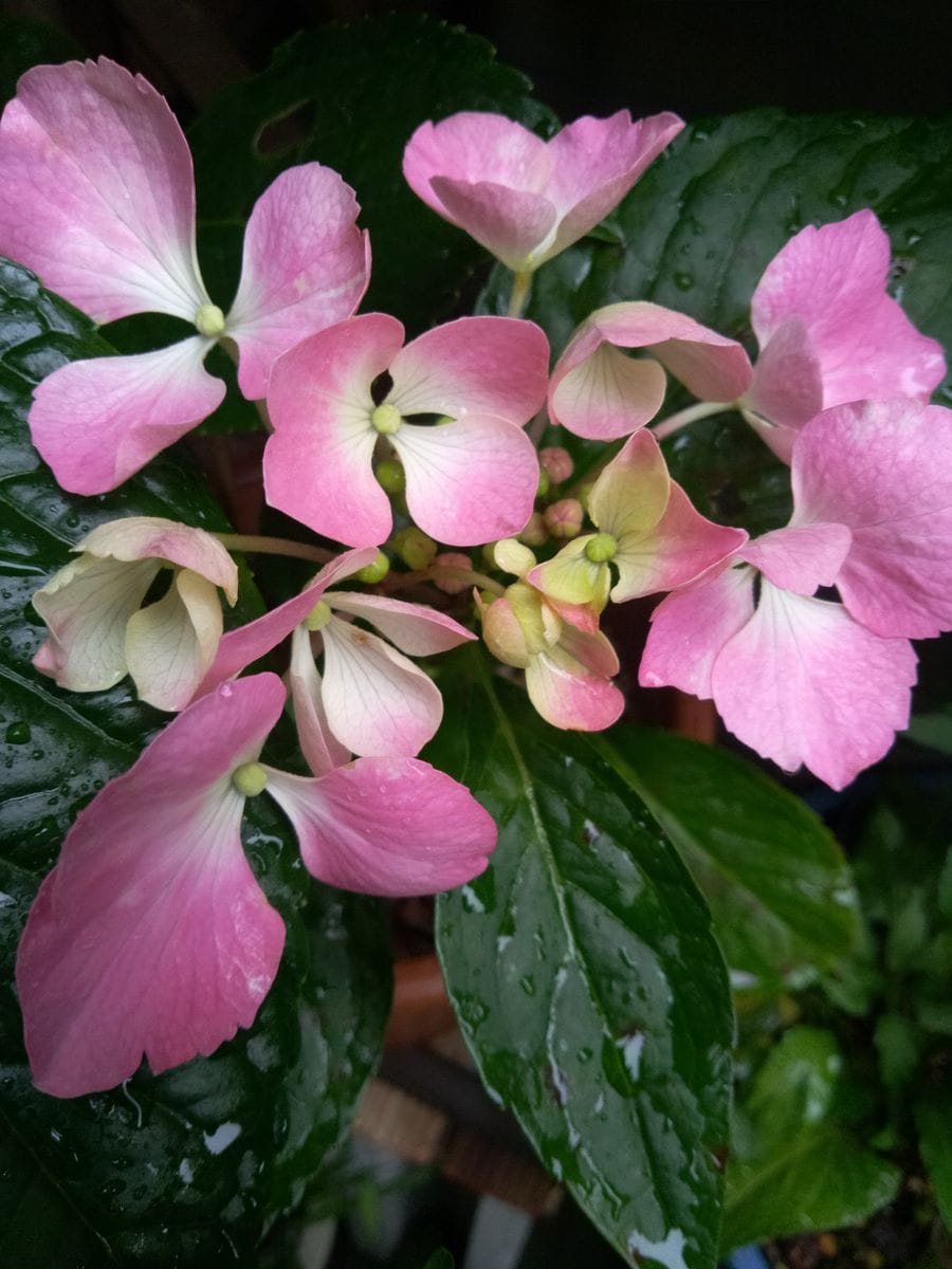 今日のベランダ🍀