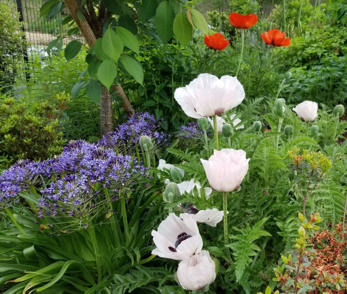 6月の那須畑