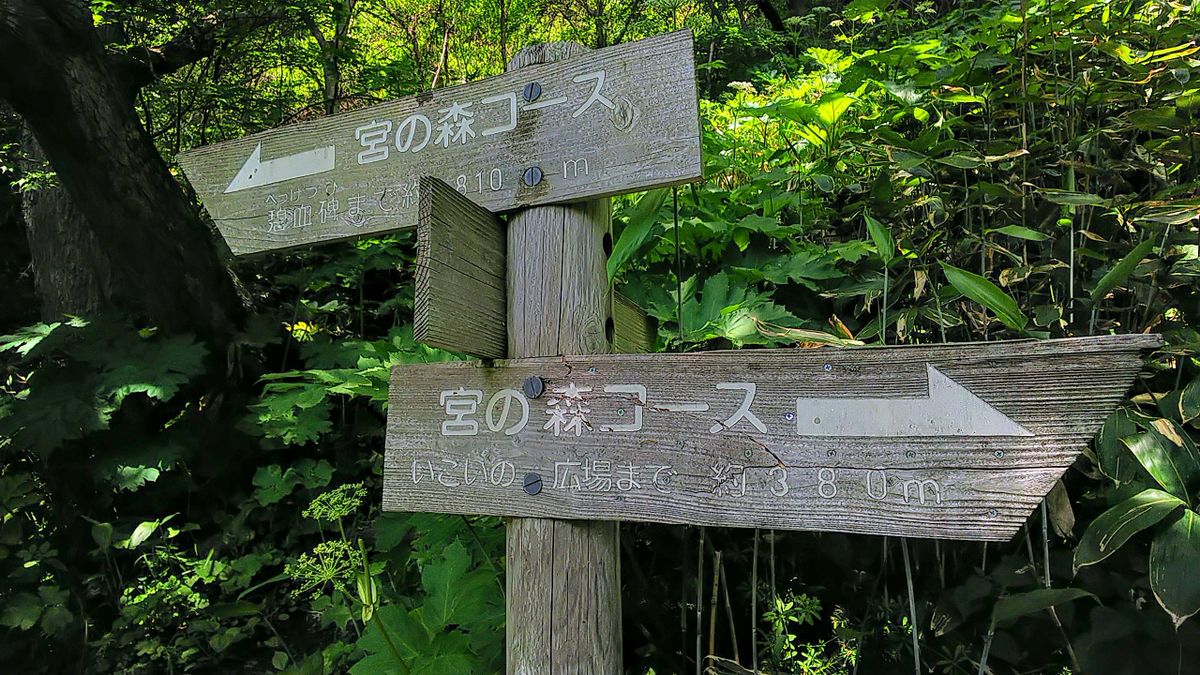 函館山の宮の森コース✨