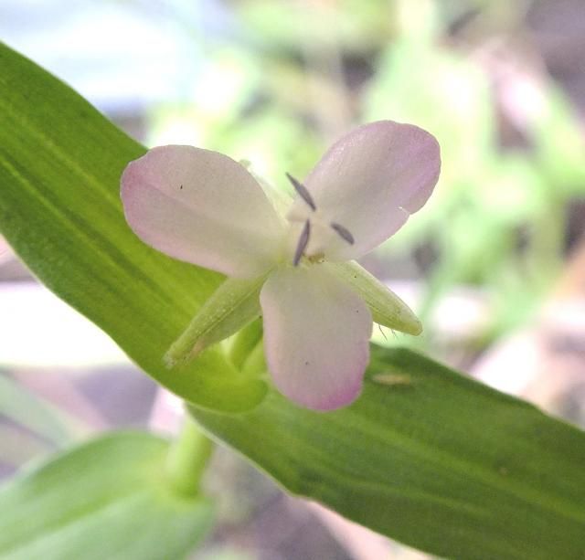 田んぼで見つけた花-2