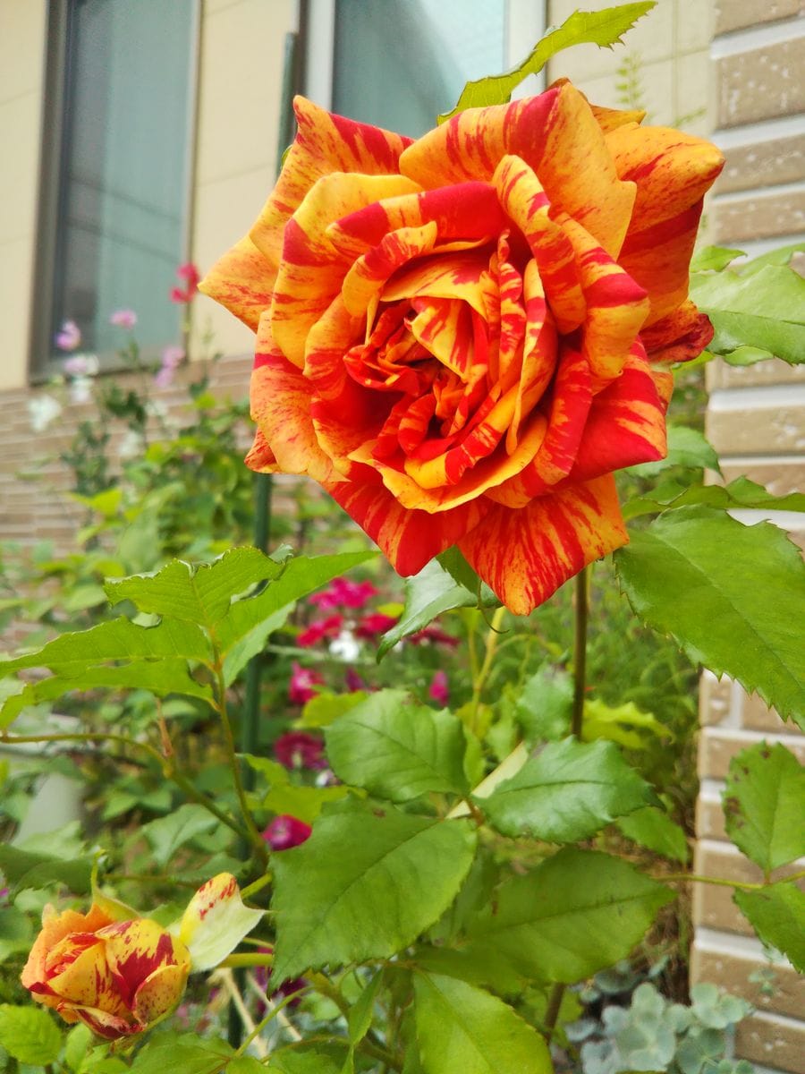 オレンジのバラが今年も咲きました～🌹