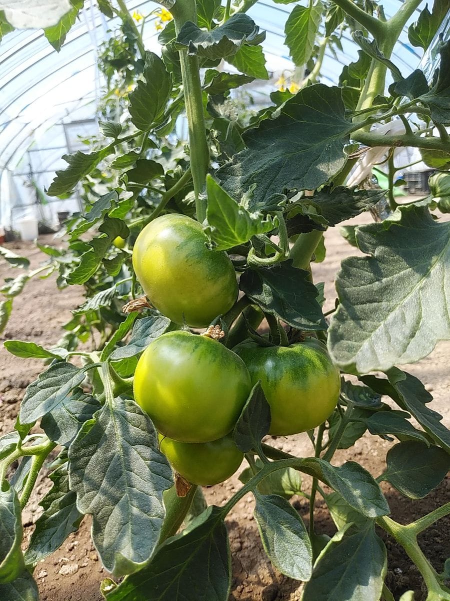 野菜ハウスでは