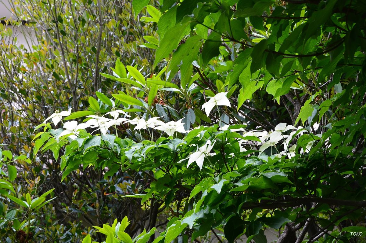 庭の樹木の花