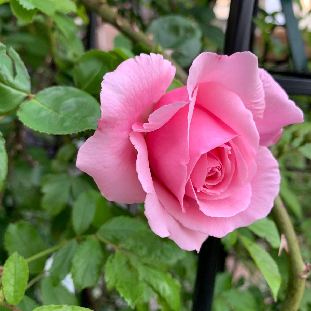 『つるバラ🌹羽衣』〜玄関前の鉢植え〜