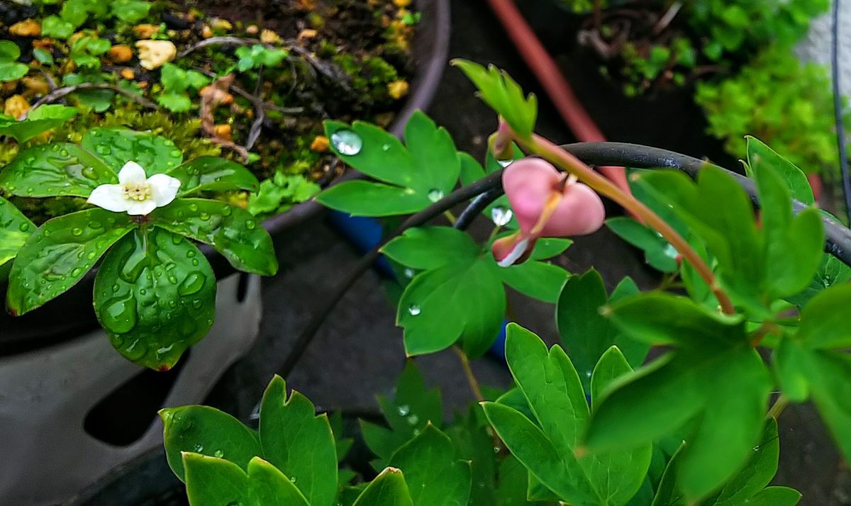 雨上がりの山野草