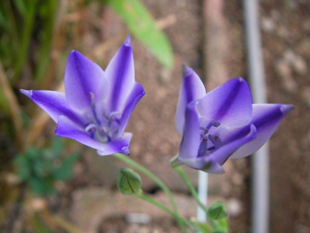 庭の花達