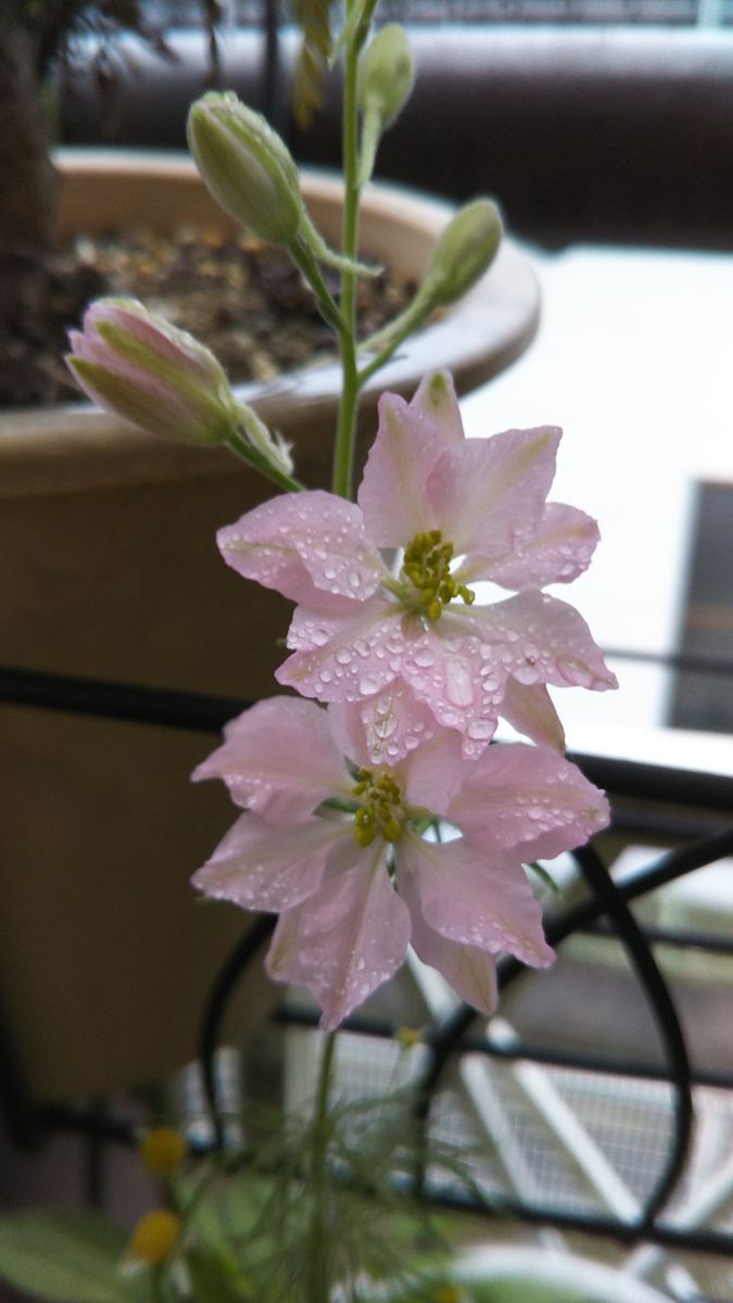 雨粒と一緒に☔