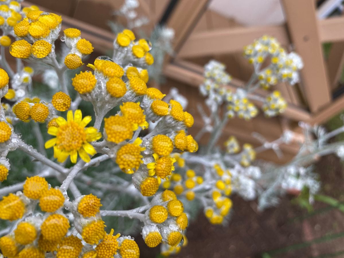 シロタエギクの花🌼