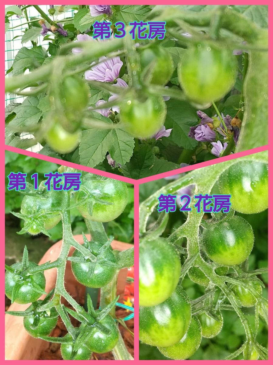 🍅ミニトマト【甘っこ】🍅