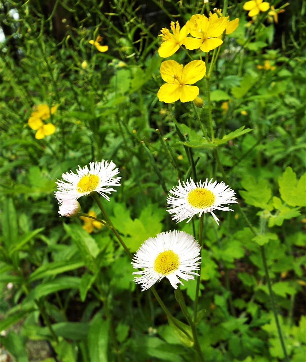 庭の中の野草