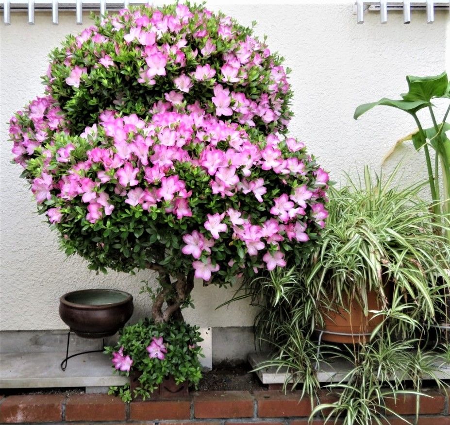 ツツジの花がほぼ満開