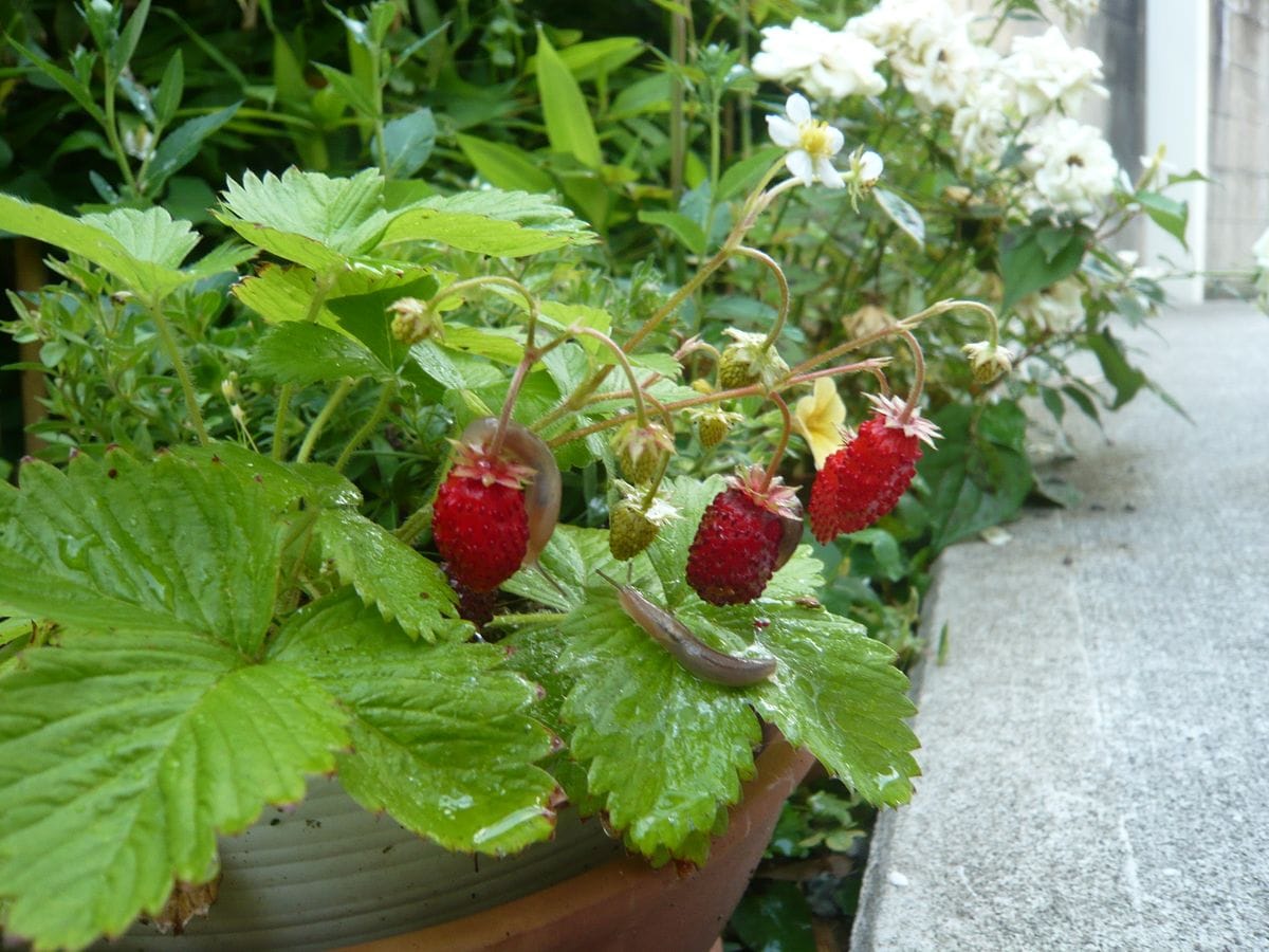 ワイルドストロベリーの花と実とナメクジ