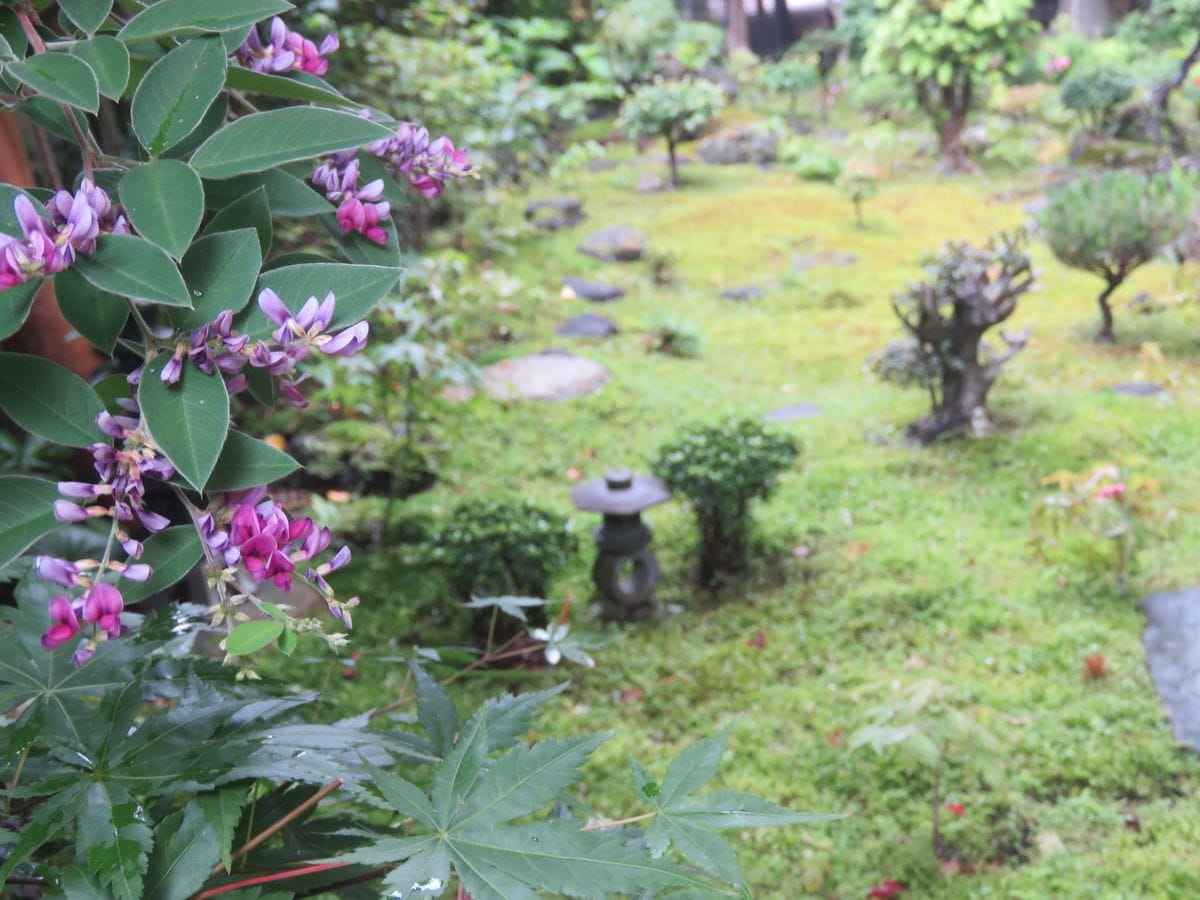 6月の雨に咲くハギ