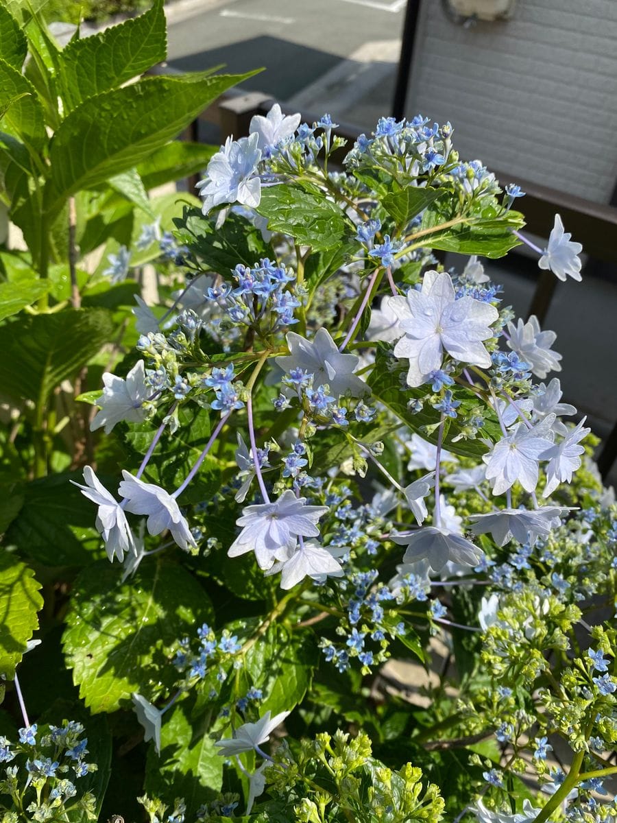 豪華になった墨田の花火？