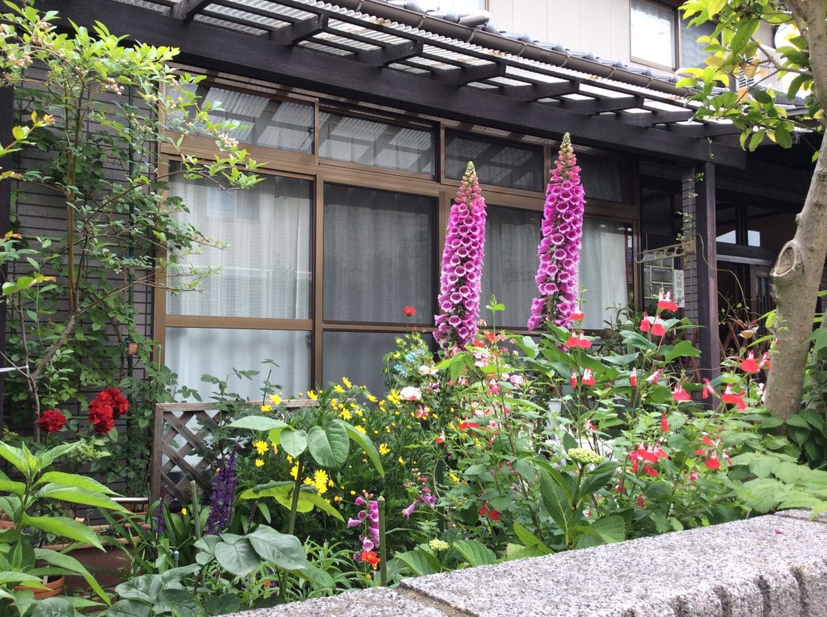 今日の花🎀庭の風景