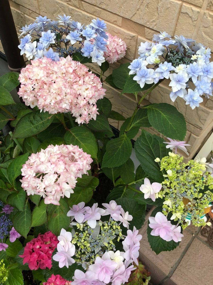 ゆっきーの紫陽花祭り❣️