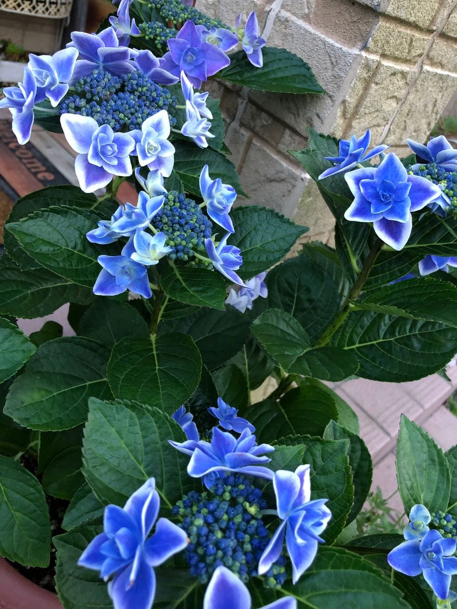 ゆっきーの紫陽花祭り❣️