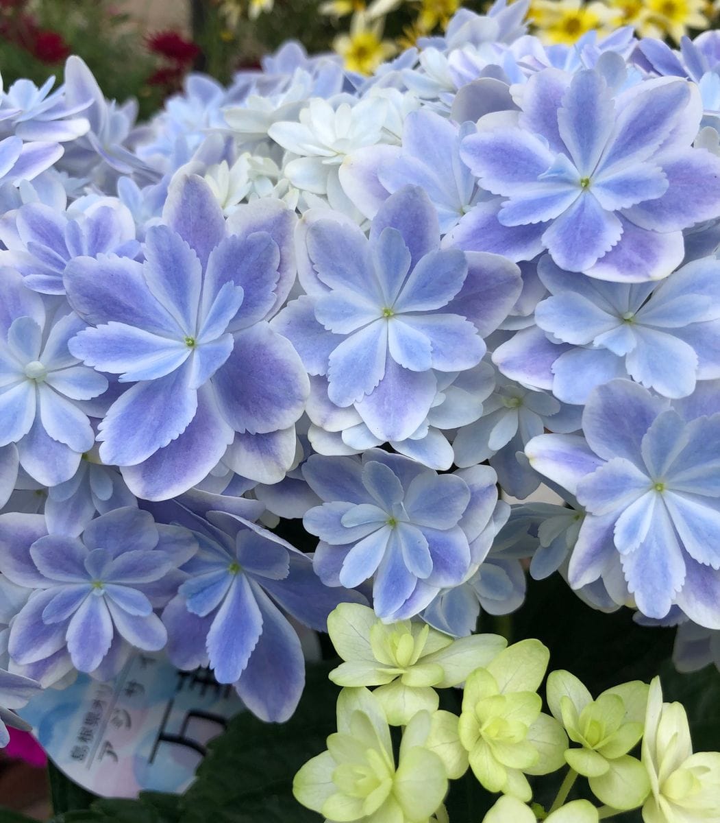 ゆっきーの紫陽花祭り❣️