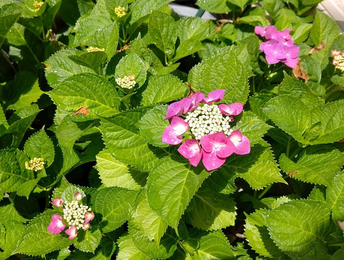 今朝の紫陽花