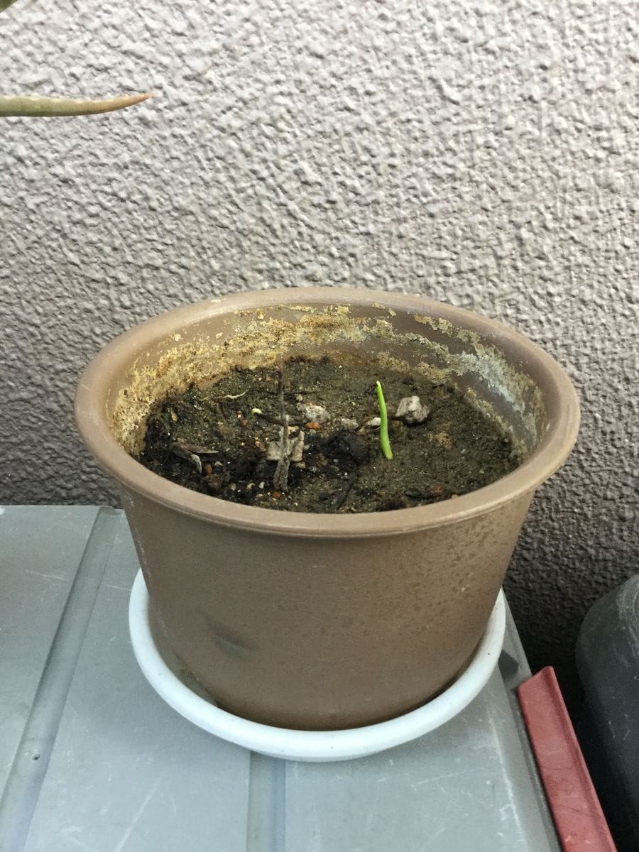 柿の植え替え