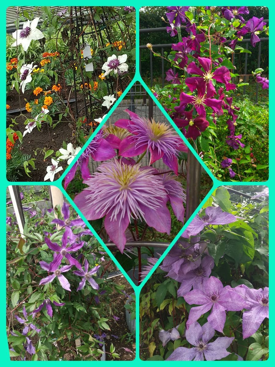 相模原麻溝公園へ🌼