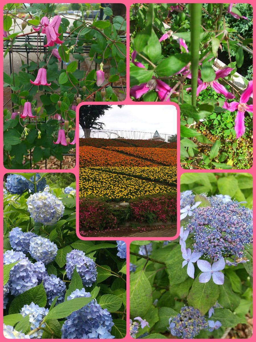 相模原麻溝公園へ🌼