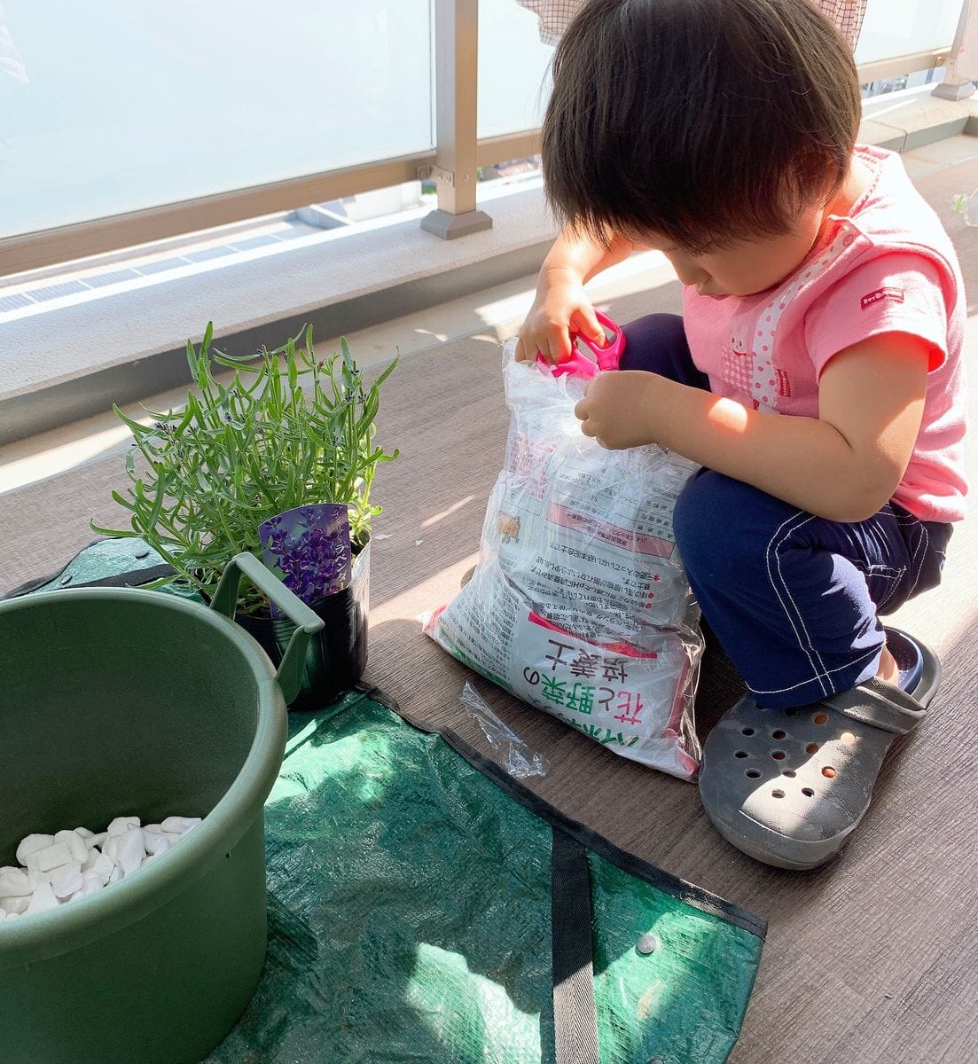 生協さんで購入したラベンダーの植えつけ