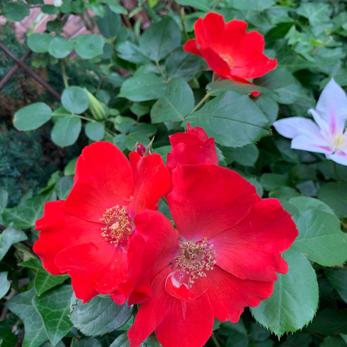 『つるバラ🌹コンチェルテーノ』〜プランター植え〜