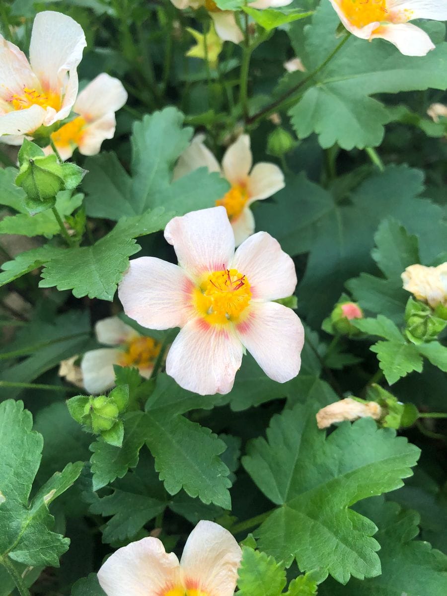 マルバストラムの花、いっぱい！