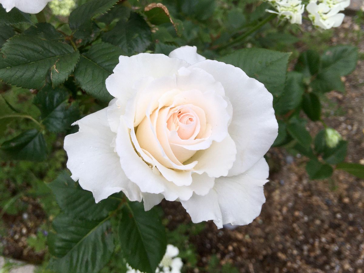 来たよ！バラの季節🌹