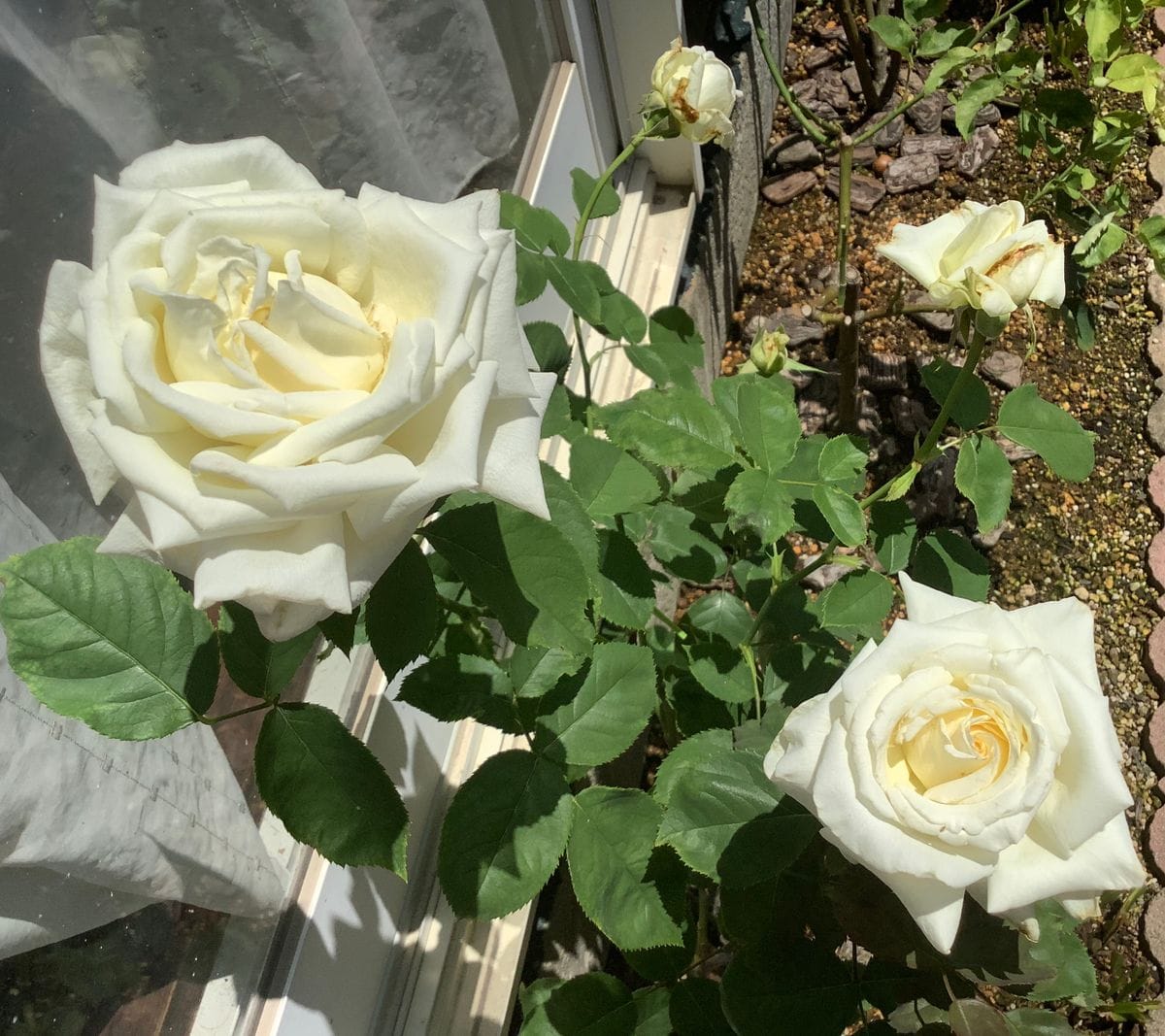 今日の薔薇便り🌹