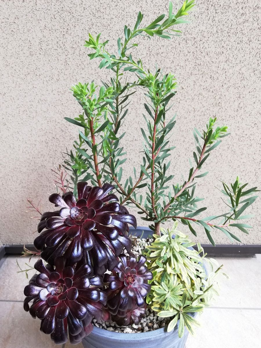 寄せ植え達