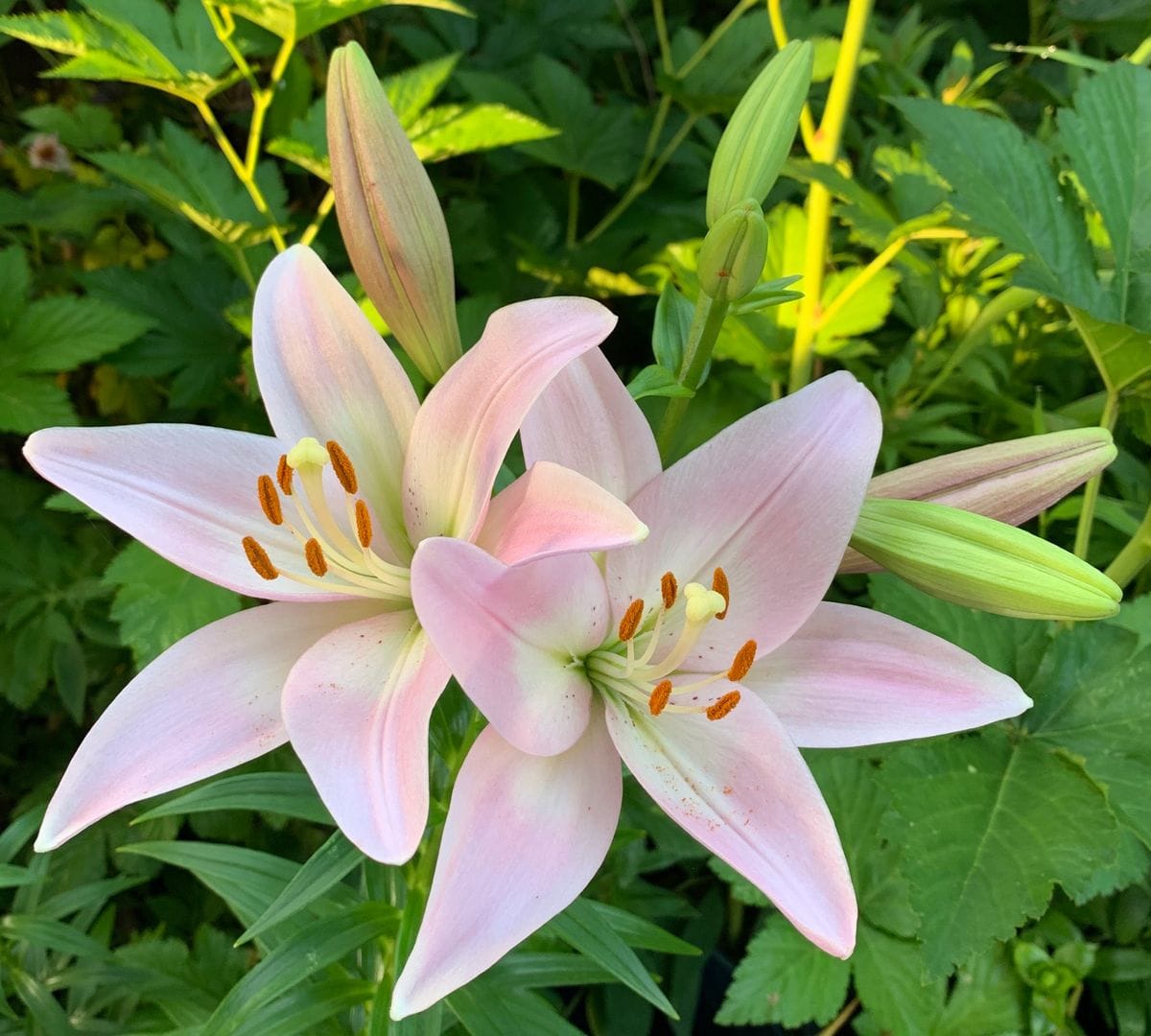 今日の花