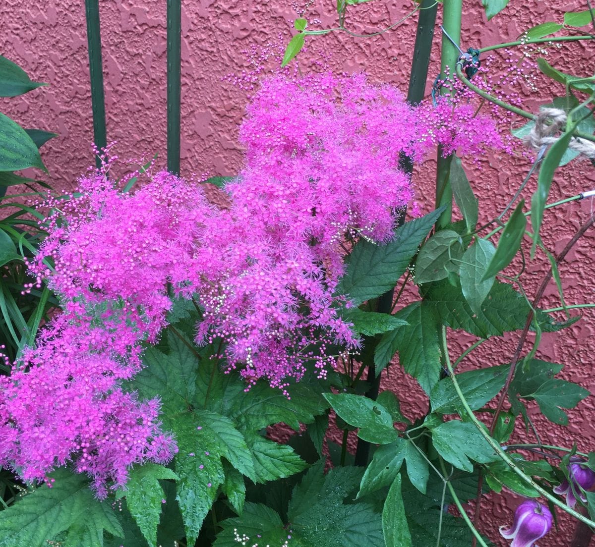 🌼菖蒲が咲き始めました〜〜💖