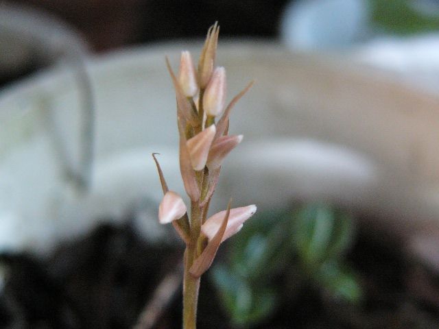 シュスランが開花