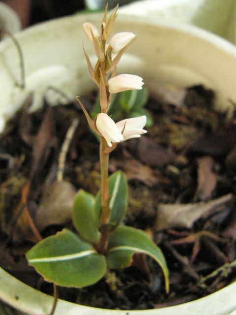 シュスランが開花