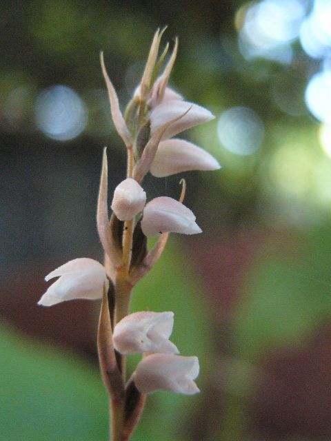 シュスランが開花