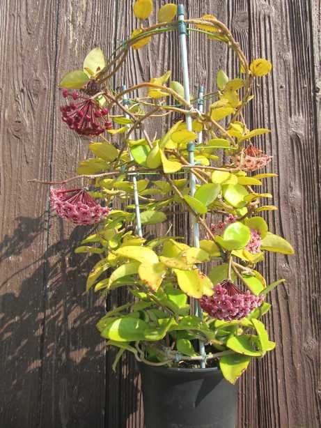 カラフルなホヤの花たち