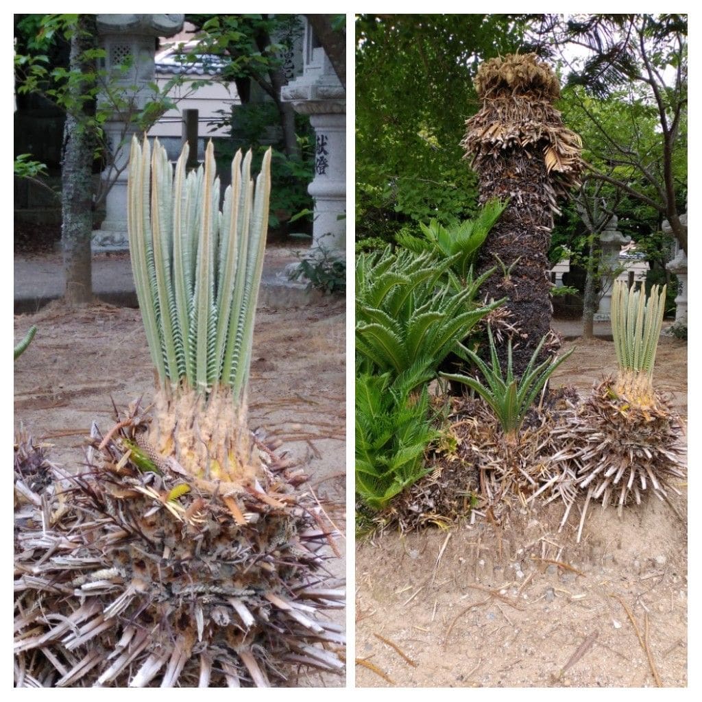 散歩道で見かけた植物