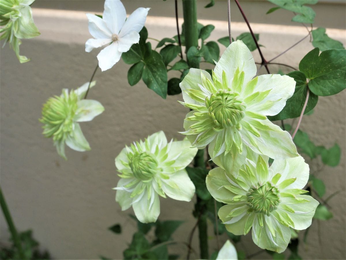 庭の花～楽しみなフェイジョア、紫陽花