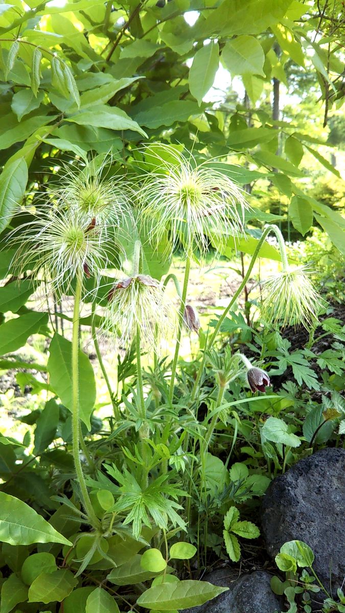 高原の夏の始まり